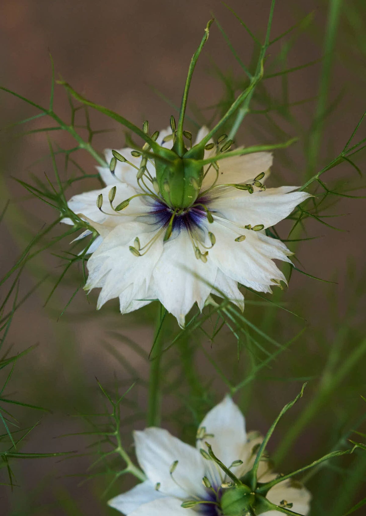Jomfru i det grønne 'Miss Jekyll White' Seed 