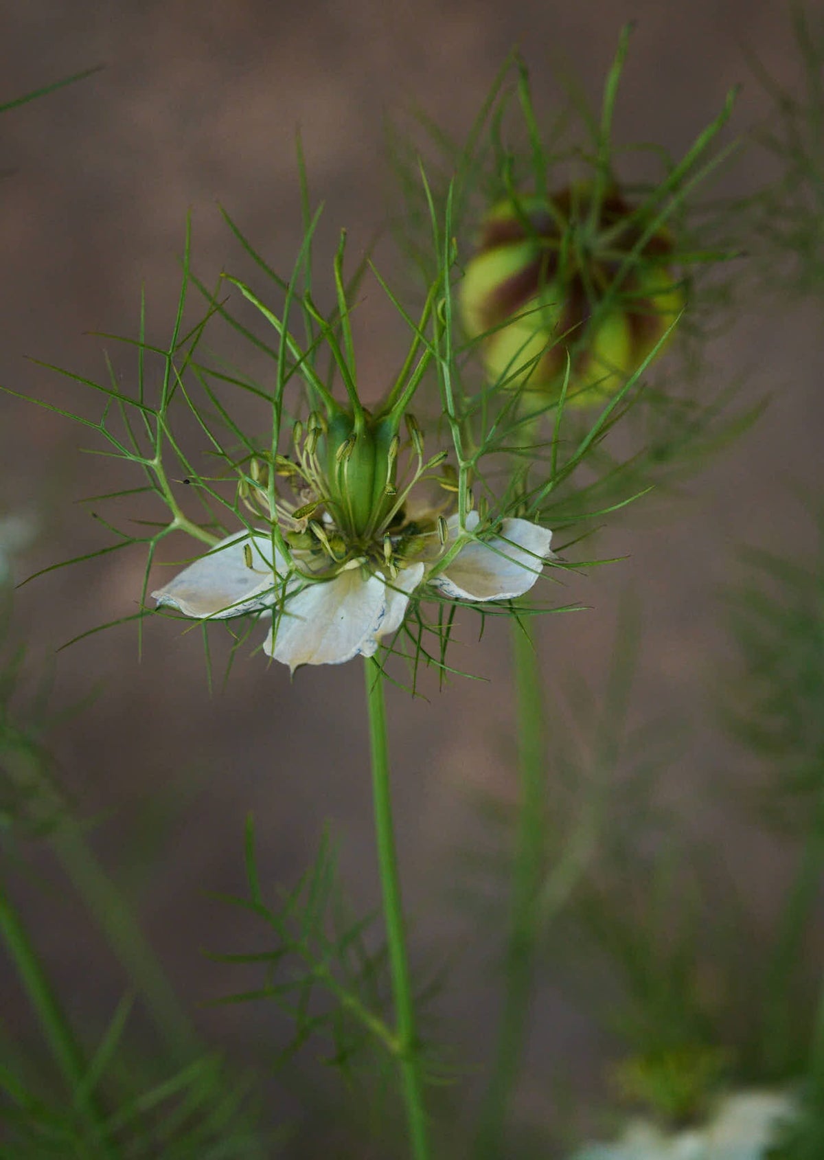 Jomfru i det grønne 'Miss Jekyll White' Seed 