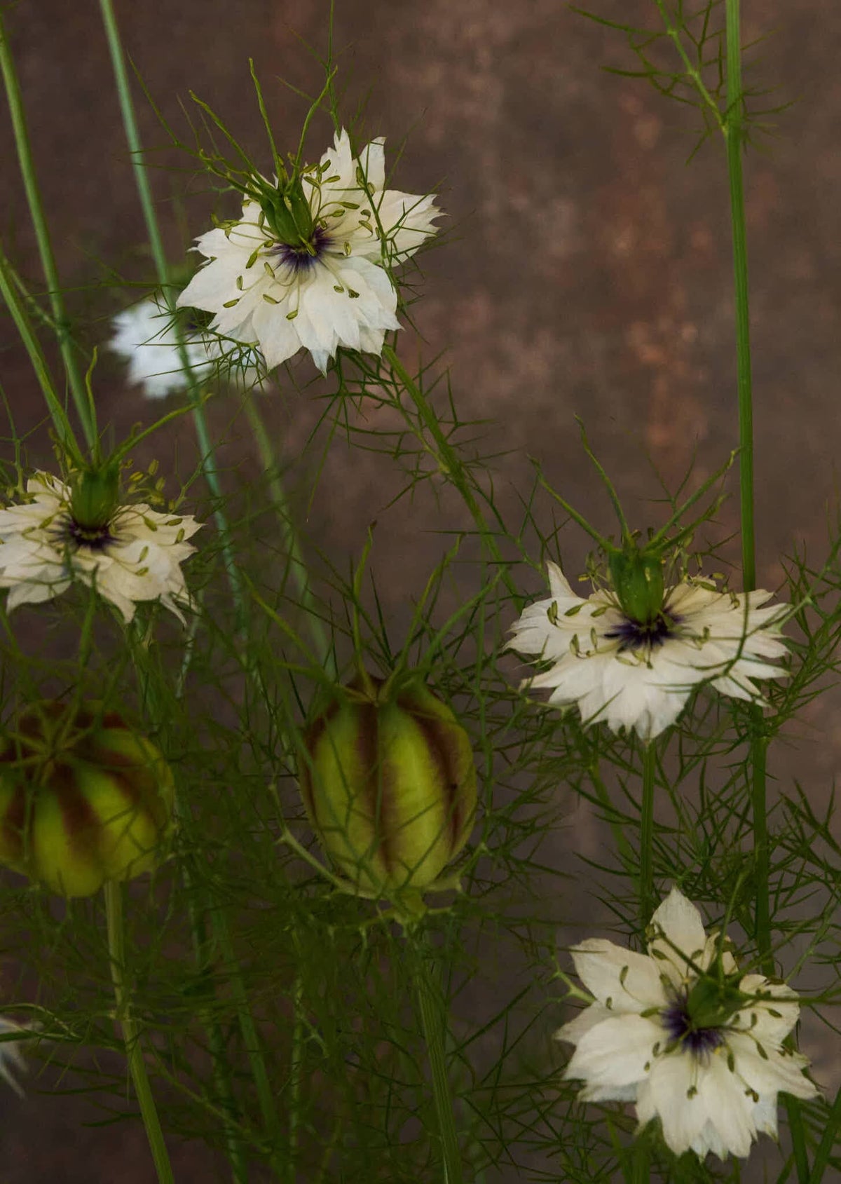 Jomfru i det grønne 'Miss Jekyll White' Seed 