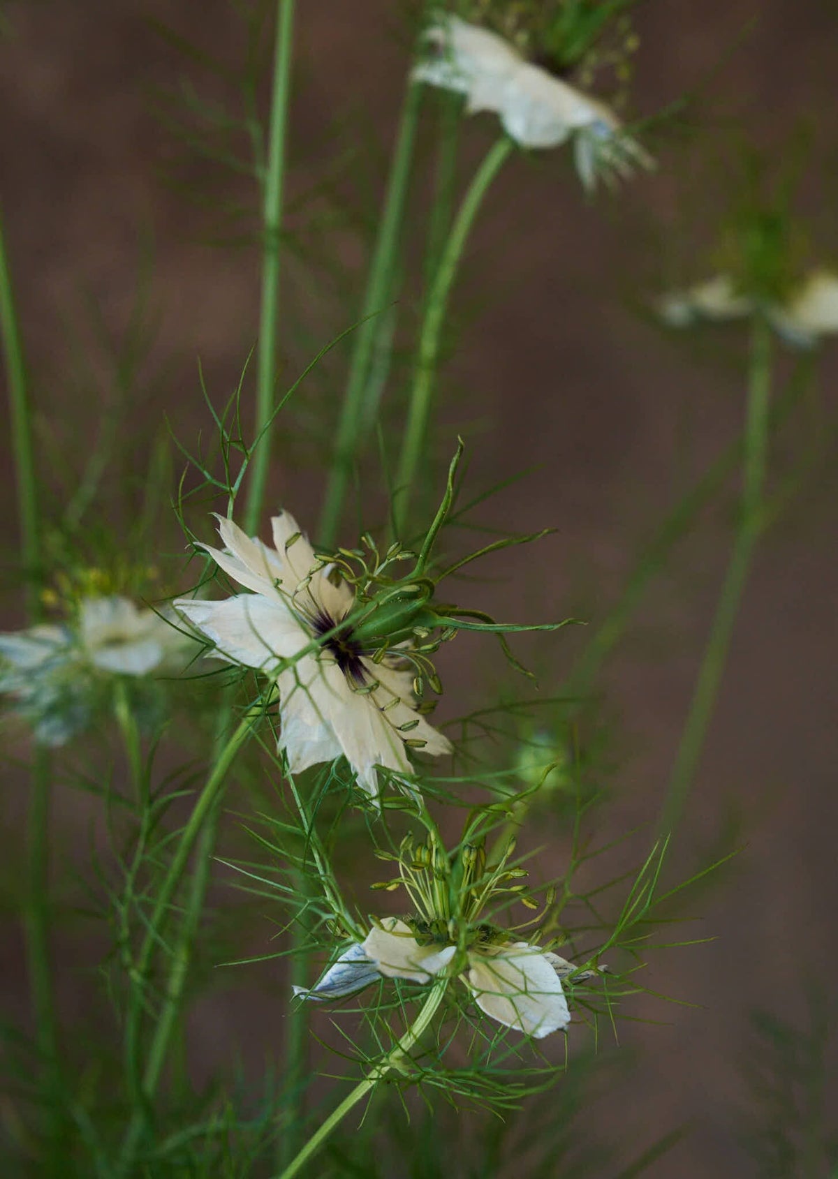 Jomfru i det grønne 'Miss Jekyll White' Seed 