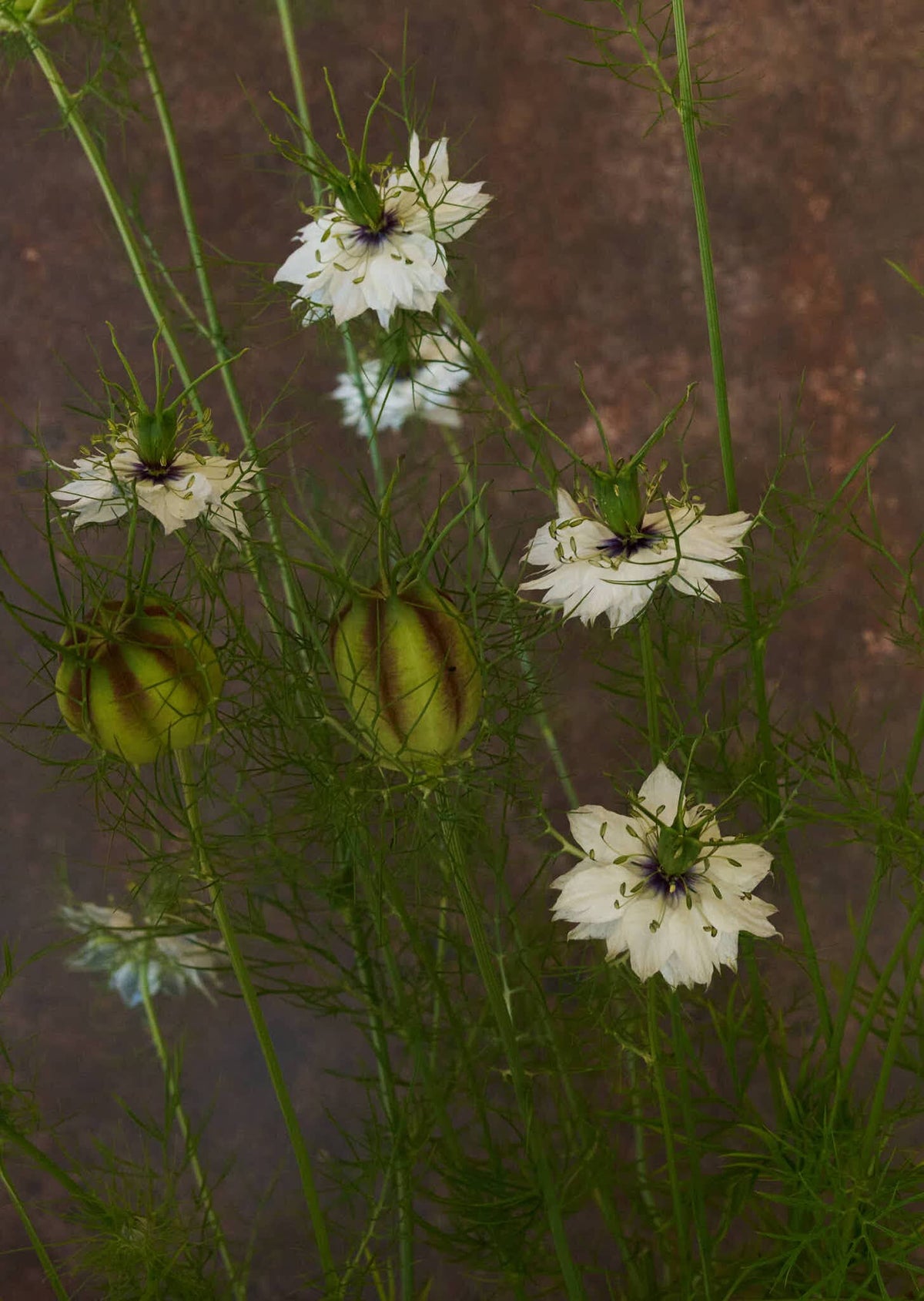 Jomfru i det grønne 'Miss Jekyll White' Seed 
