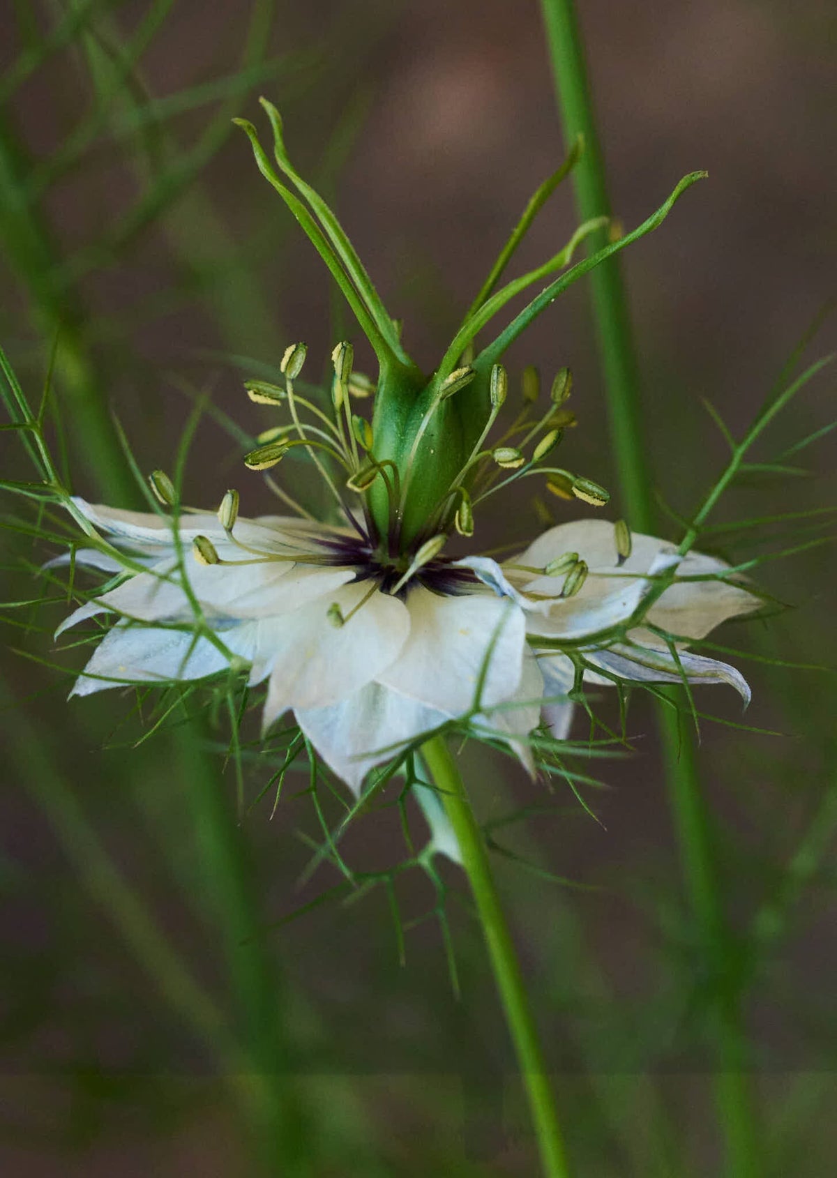 Jomfru i det grønne 'Miss Jekyll White' Seed 