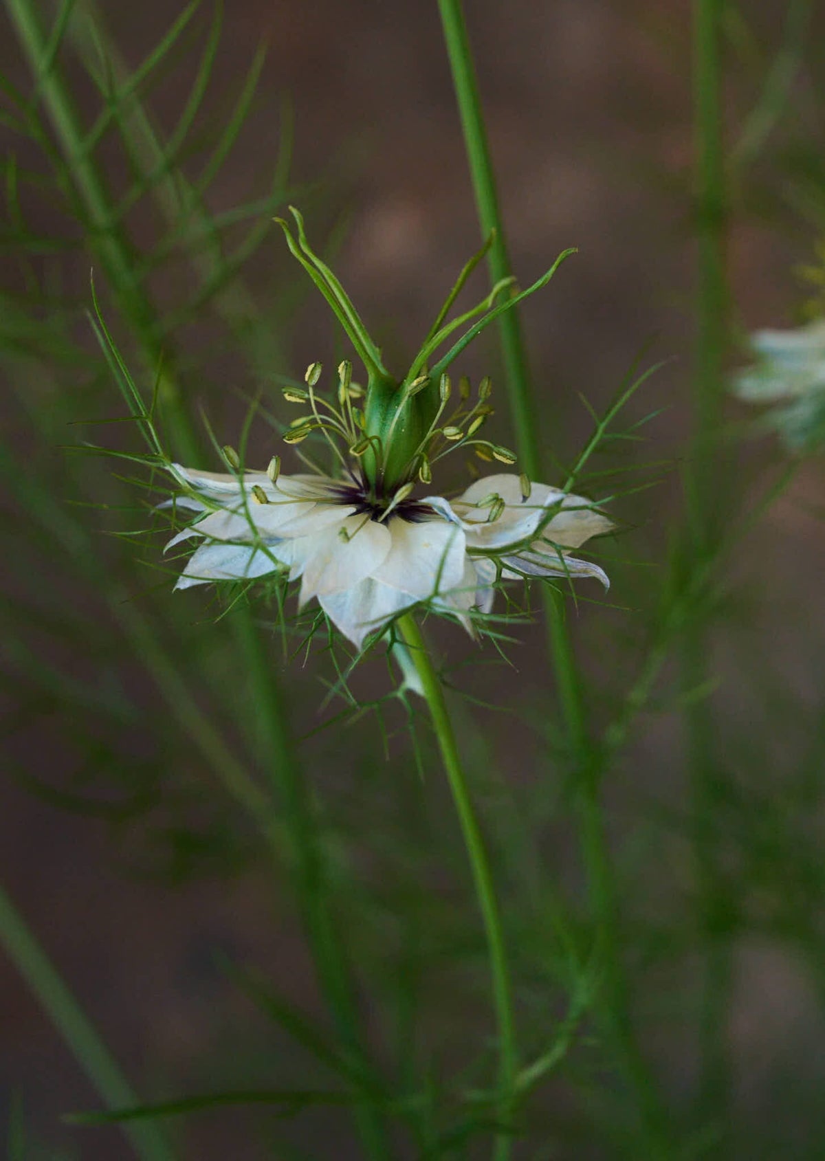 Jomfru i det grønne 'Miss Jekyll White' Seed 