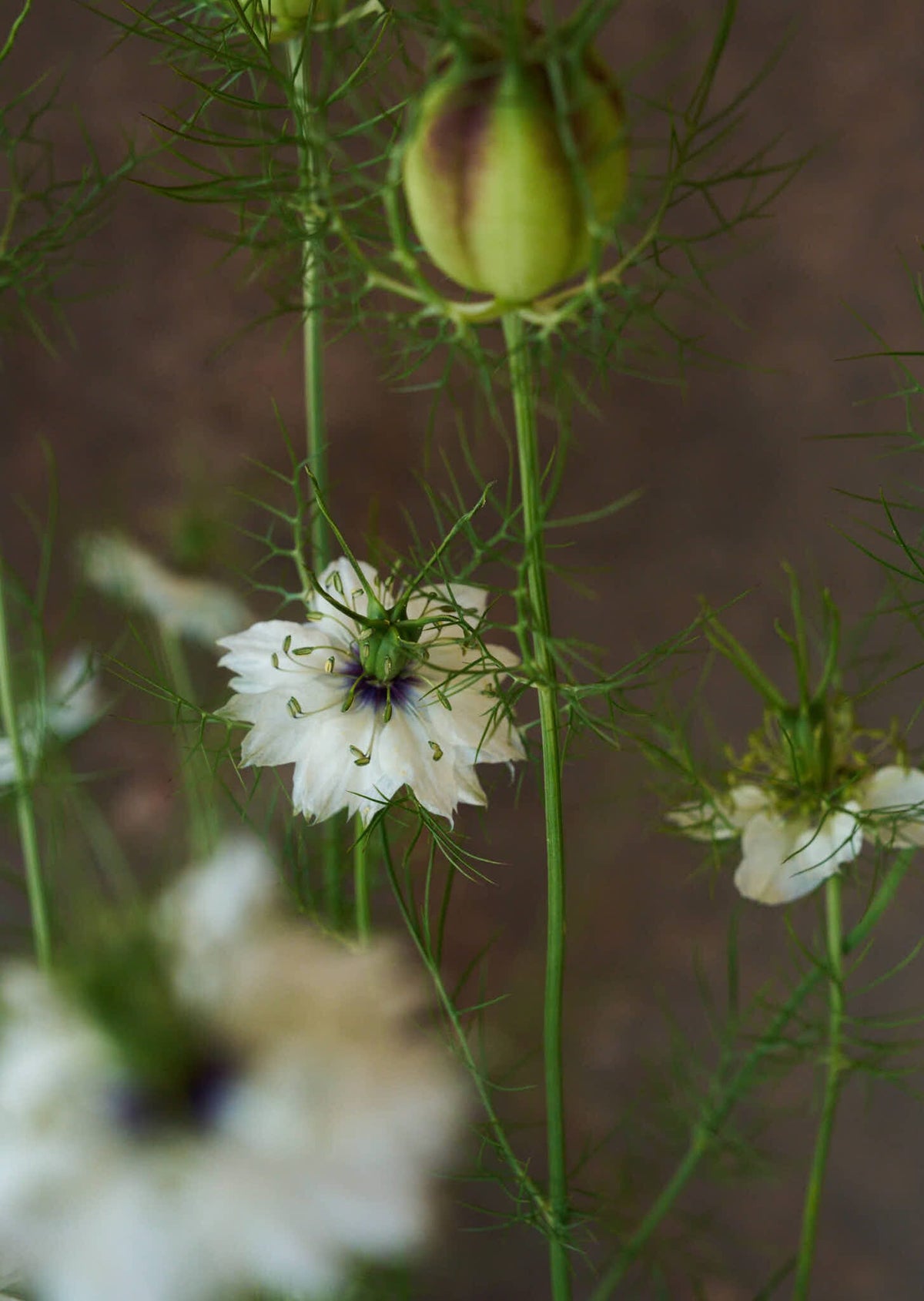 Jomfru i det grønne 'Miss Jekyll White' Seed 
