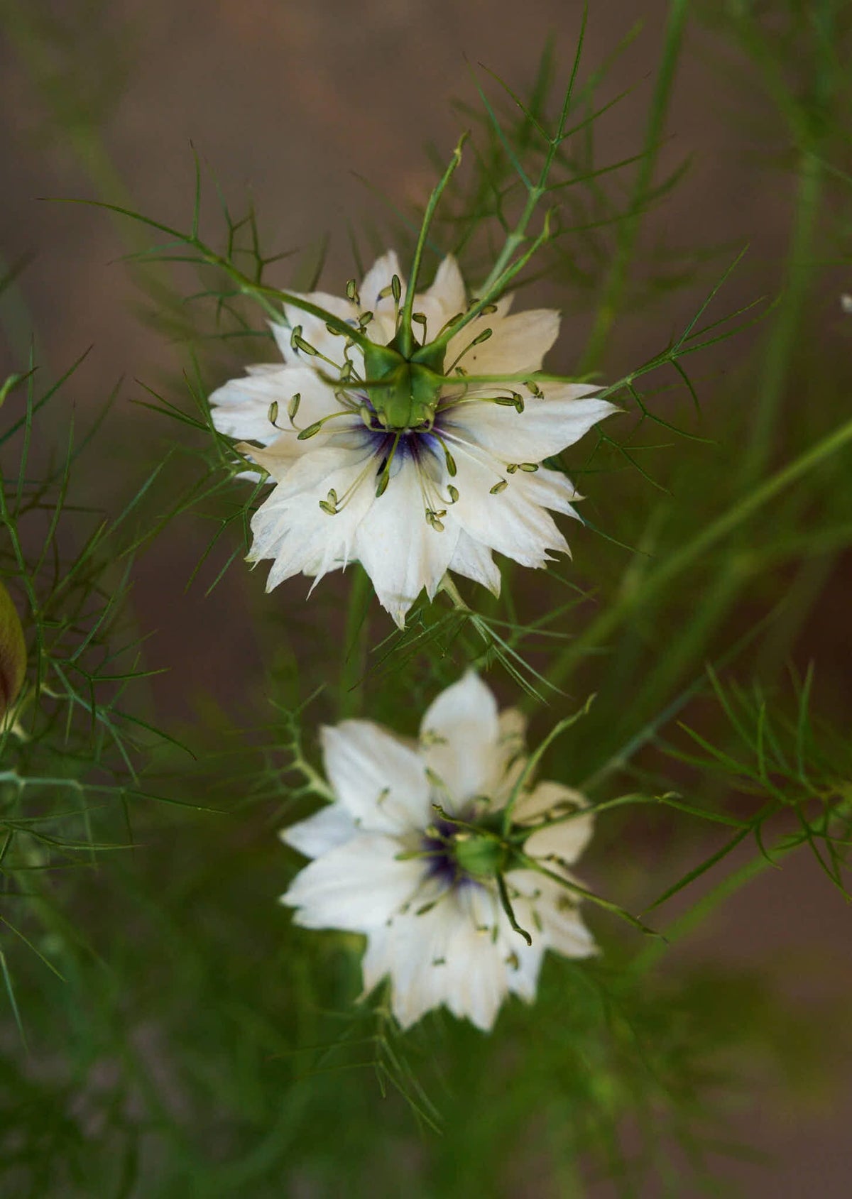 Jomfru i det grønne 'Miss Jekyll White' Seed 