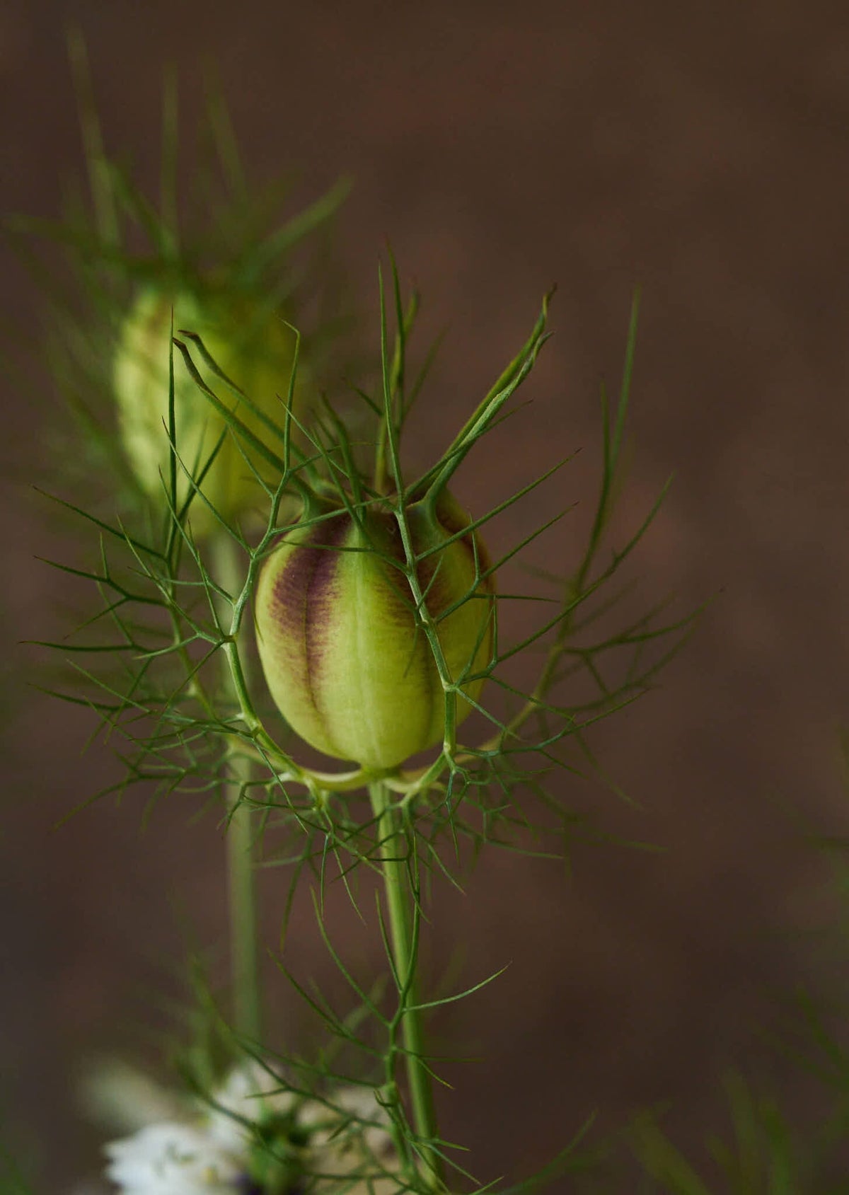 Jomfru i det grønne 'Miss Jekyll White' Seed 