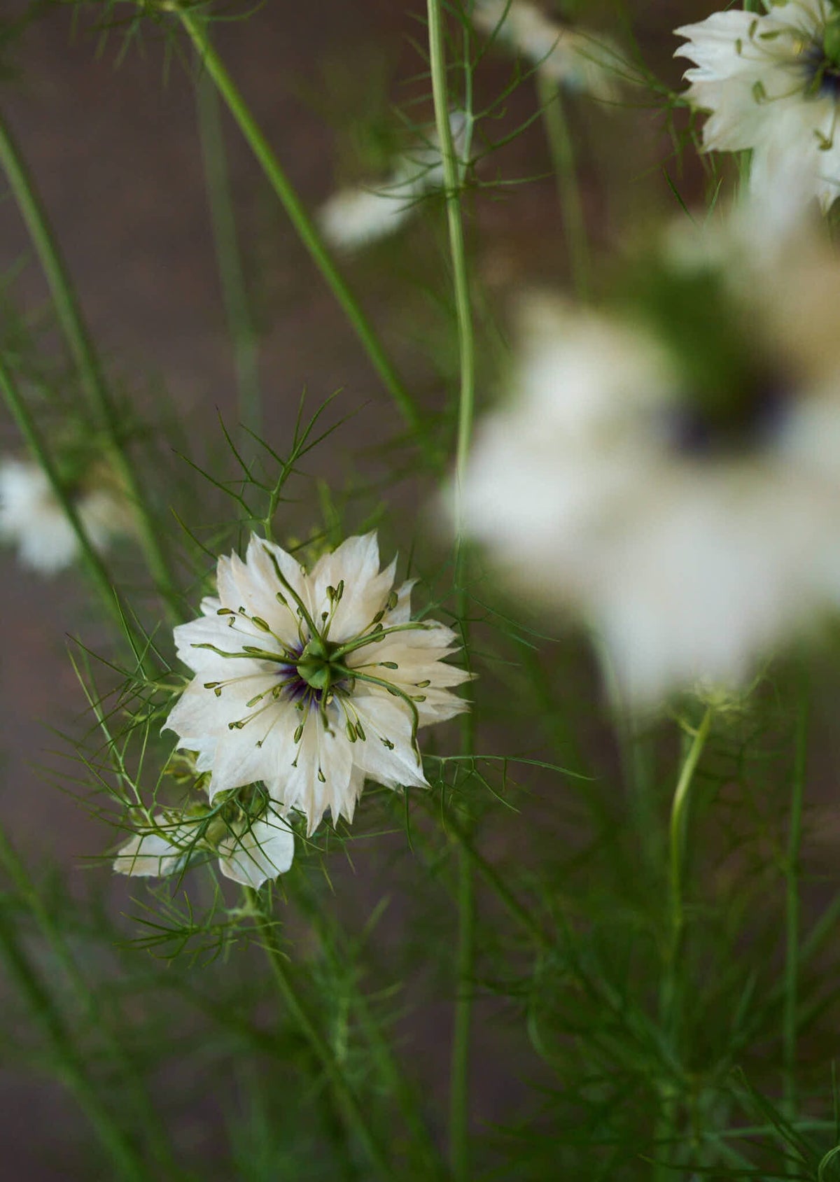 Jomfru i det grønne 'Miss Jekyll White' Seed 