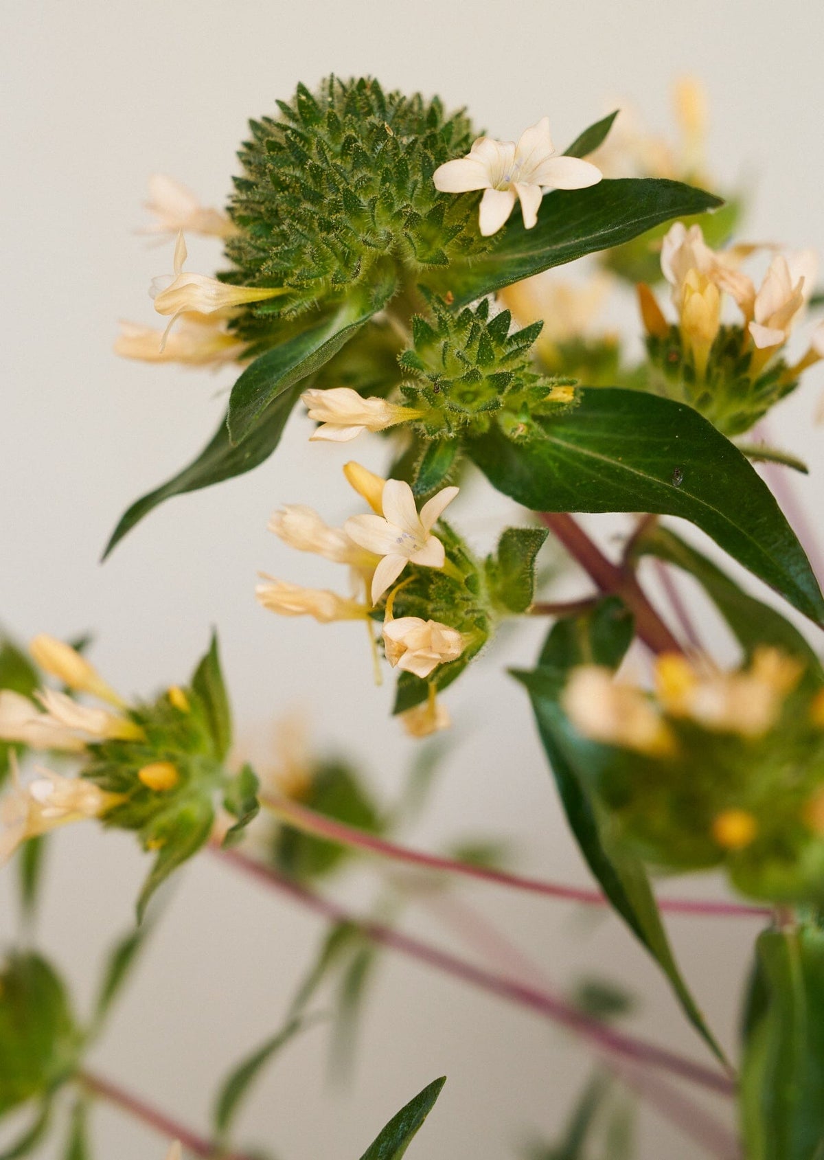 JOS Planten den peachfarvede fra min egen have Seed 