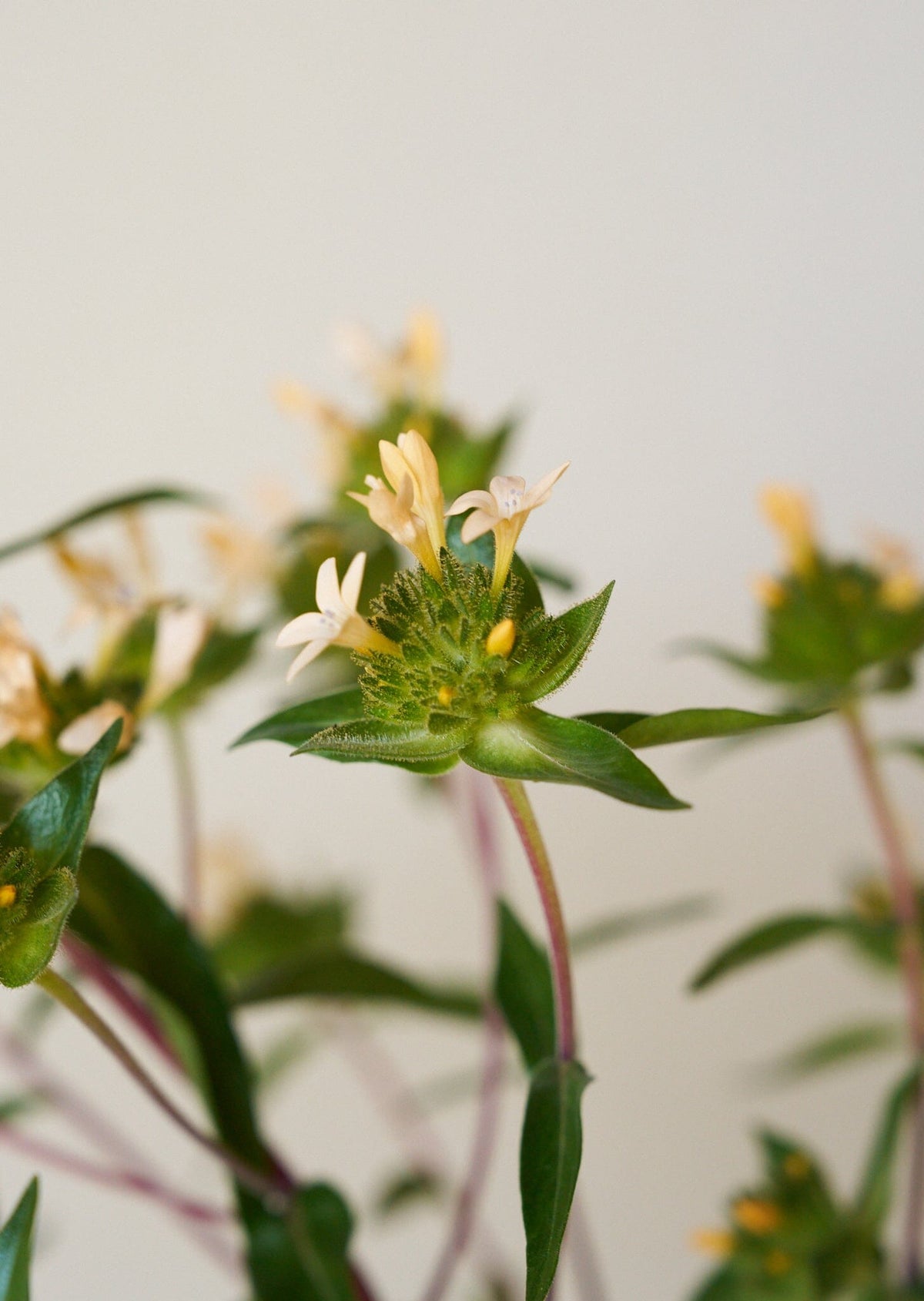 JOS Planten den peachfarvede fra min egen have Seed 