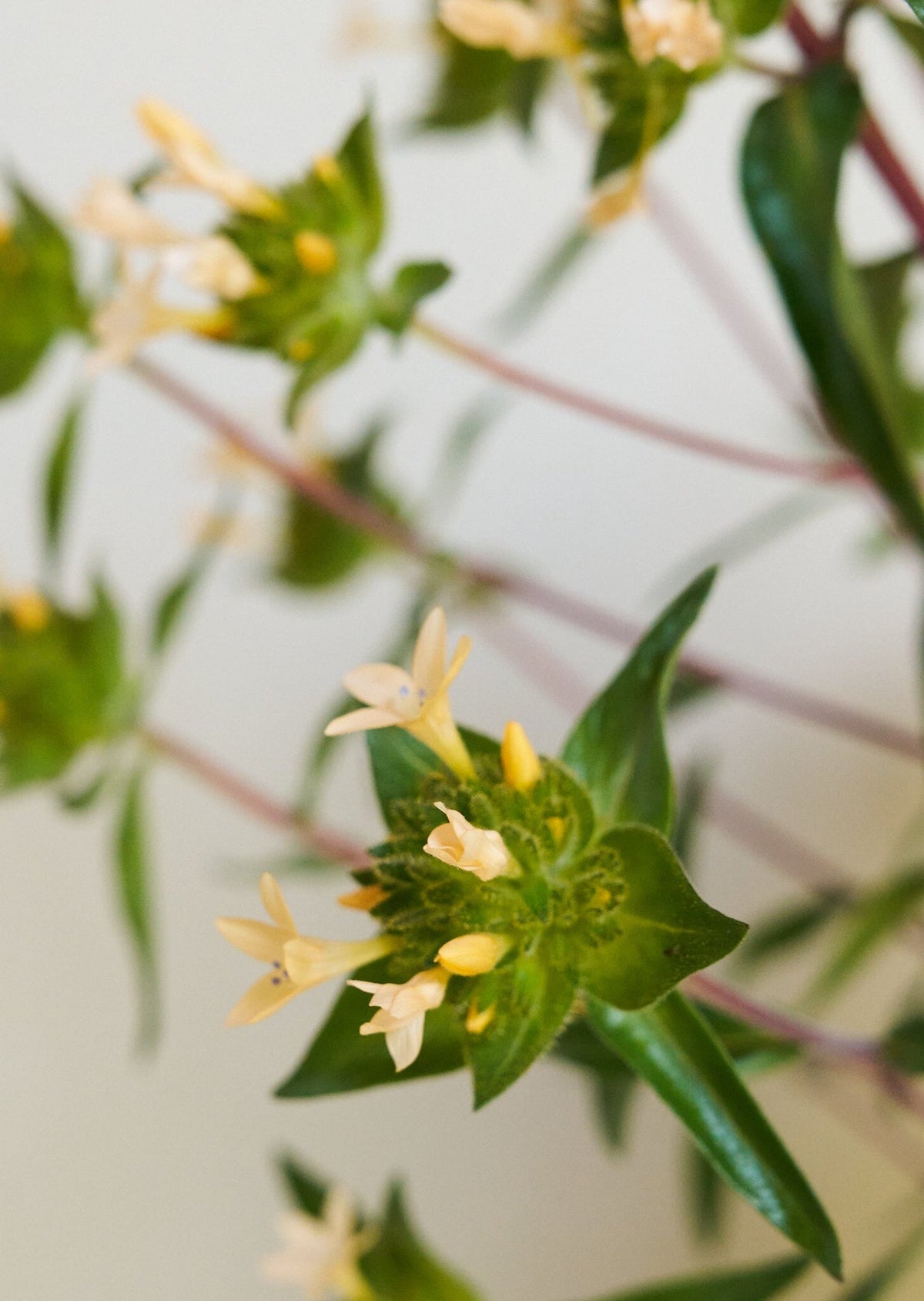 JOS Planten den peachfarvede fra min egen have Seed 