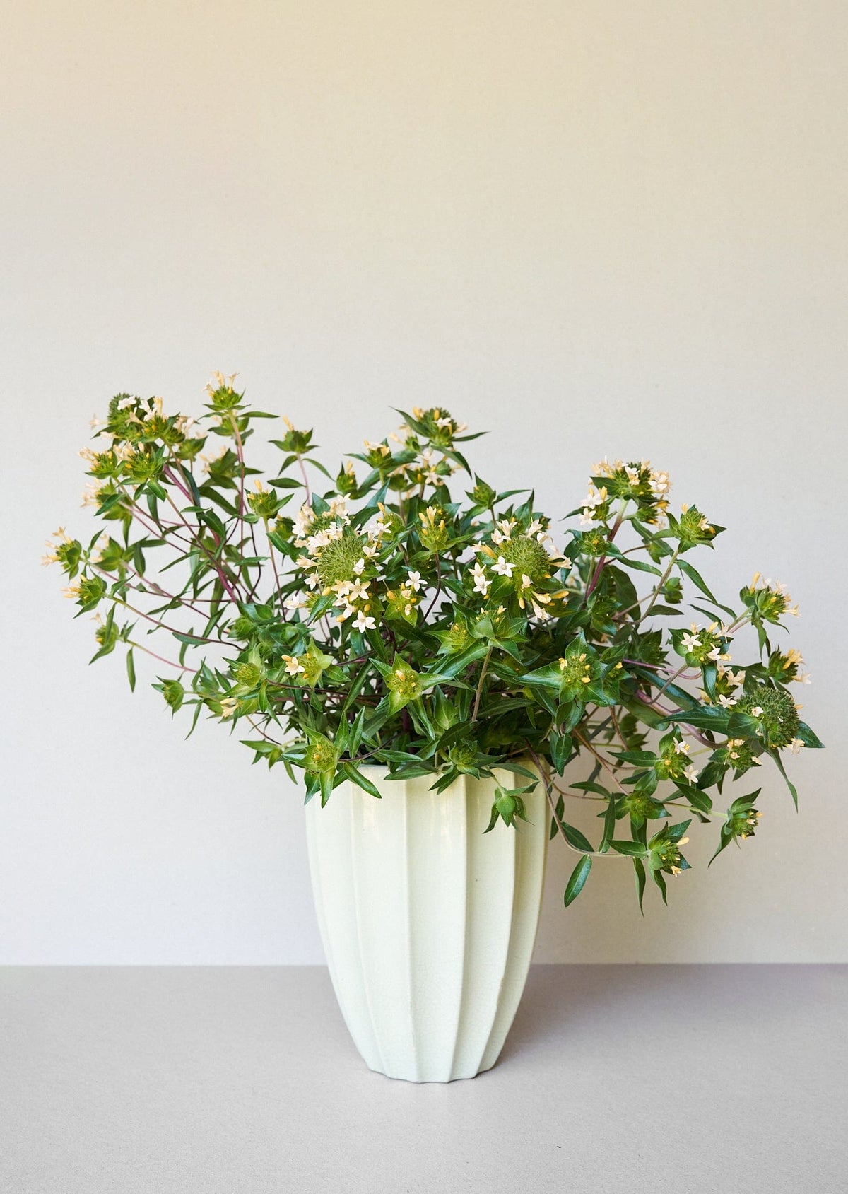 JOS Planten den peachfarvede fra min egen have Seed 