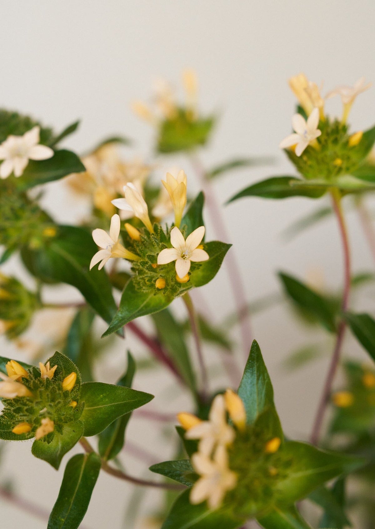 JOS Planten den peachfarvede fra min egen have Seed 
