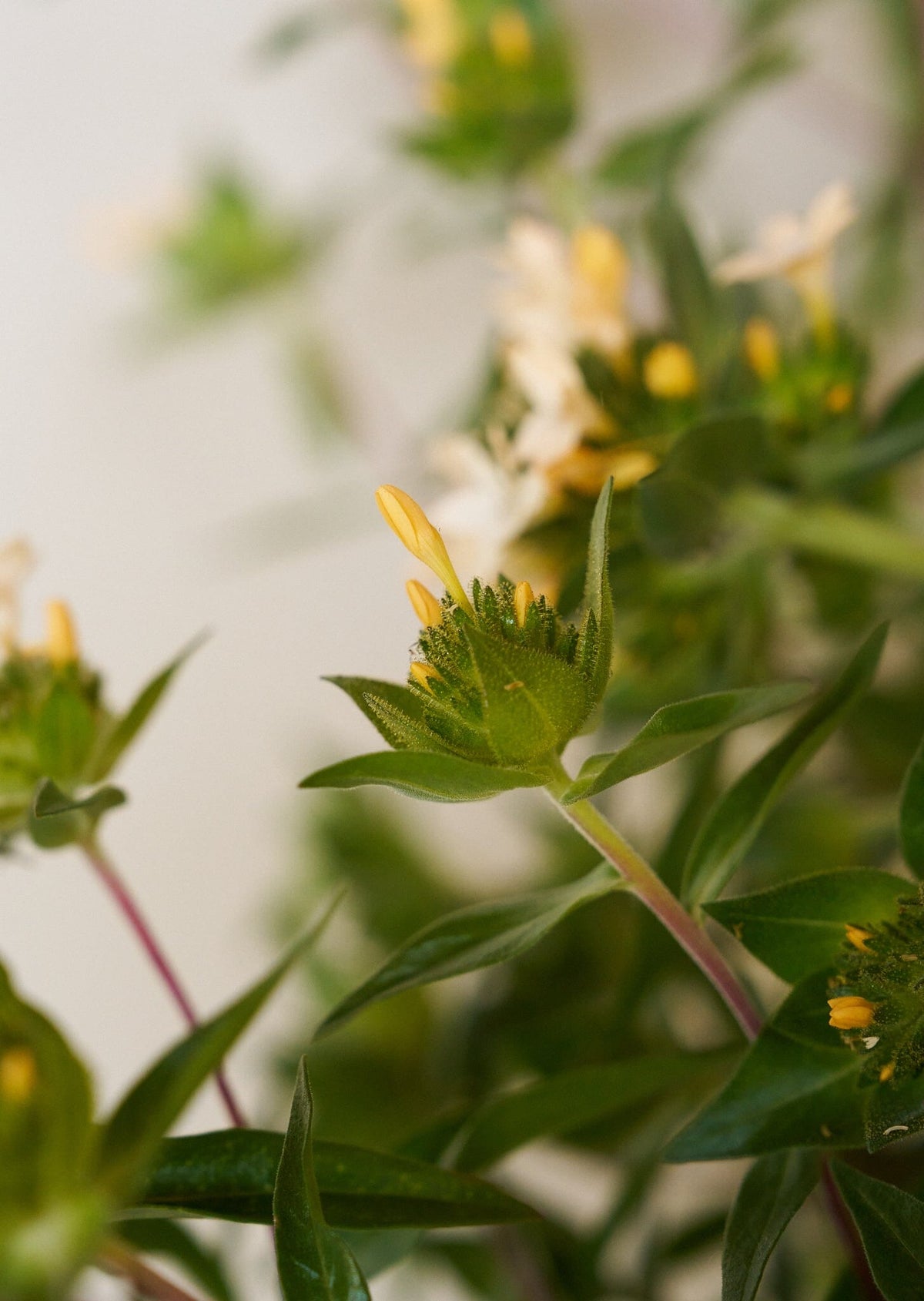 JOS Planten den peachfarvede fra min egen have Seed 