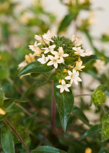 JOS Planten den peachfarvede fra min egen have Seed 