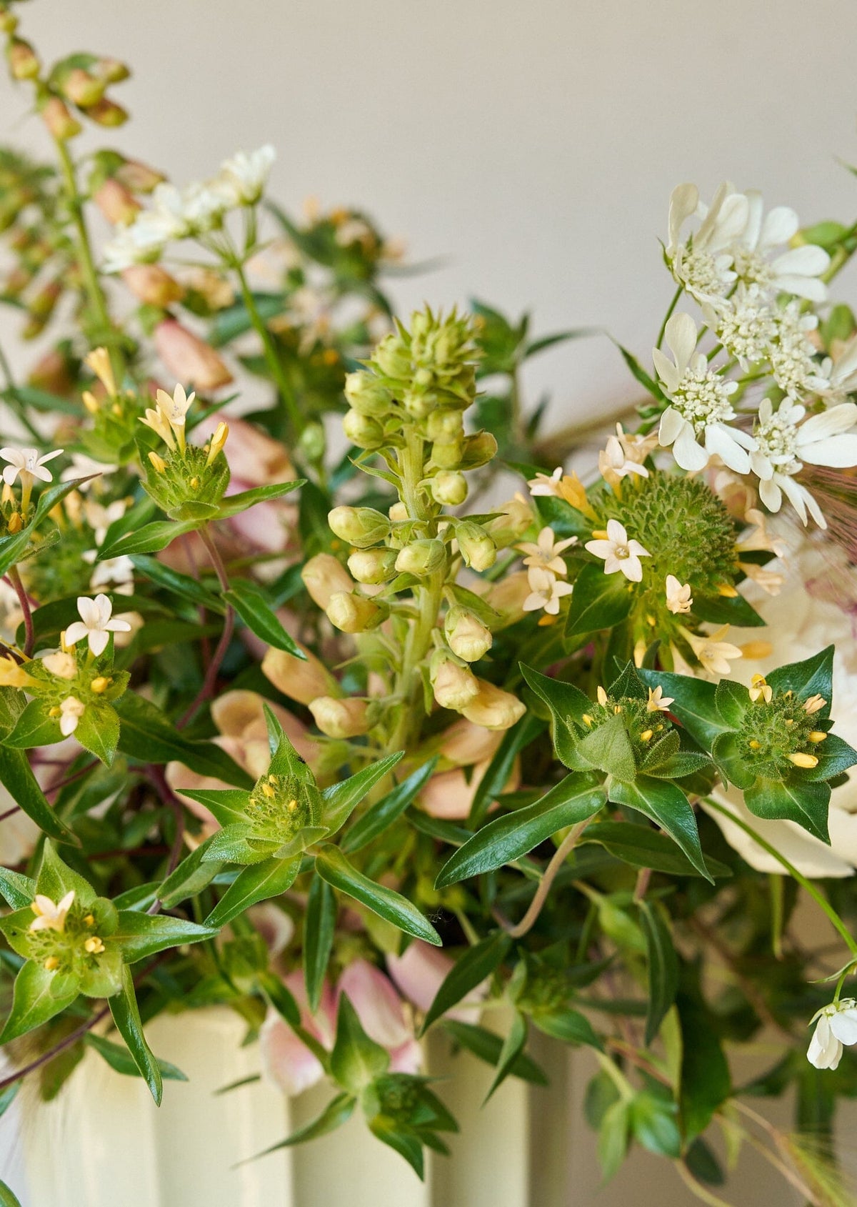 JOS Planten den peachfarvede fra min egen have Seed 