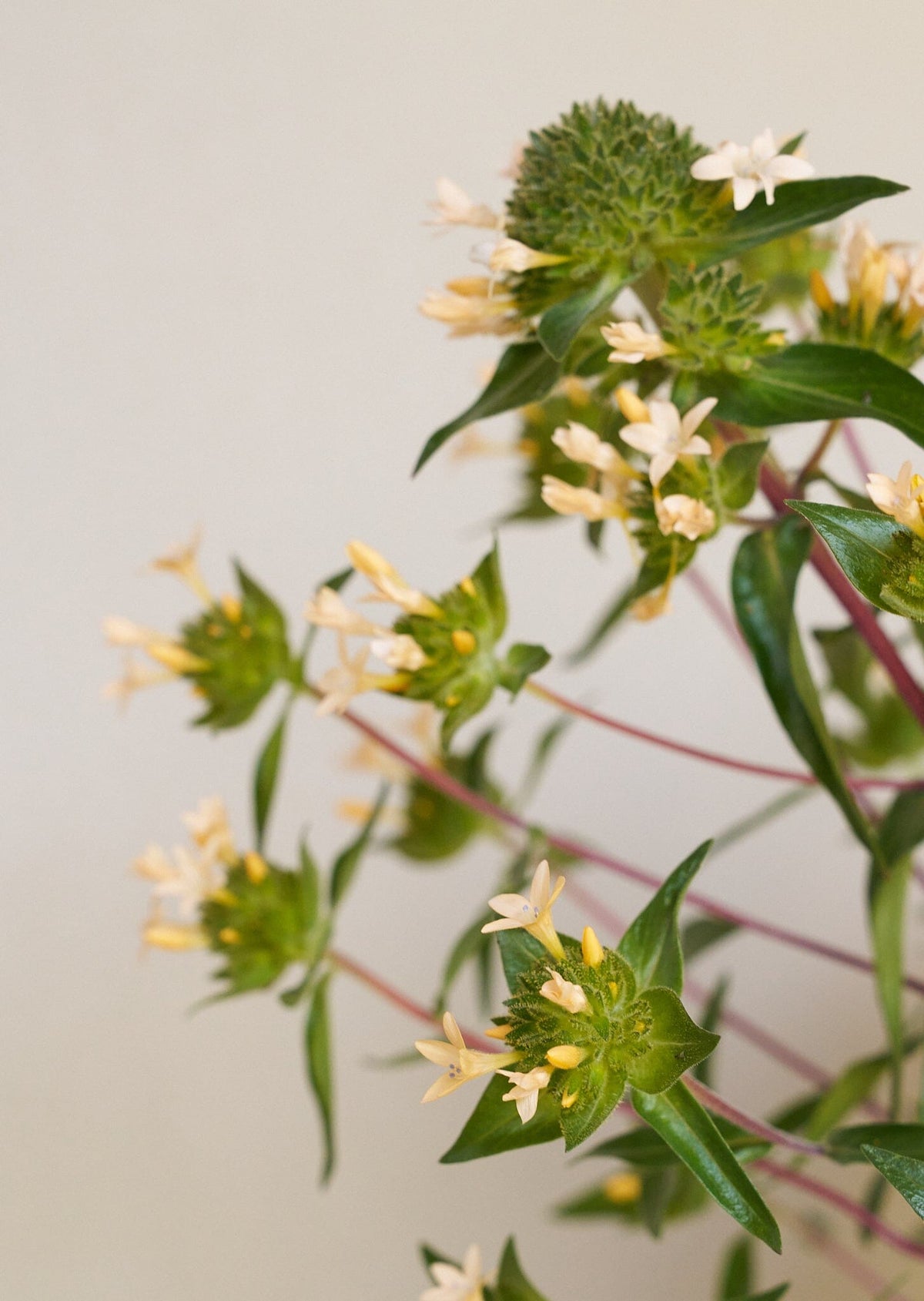 JOS Planten den peachfarvede fra min egen have Seed 