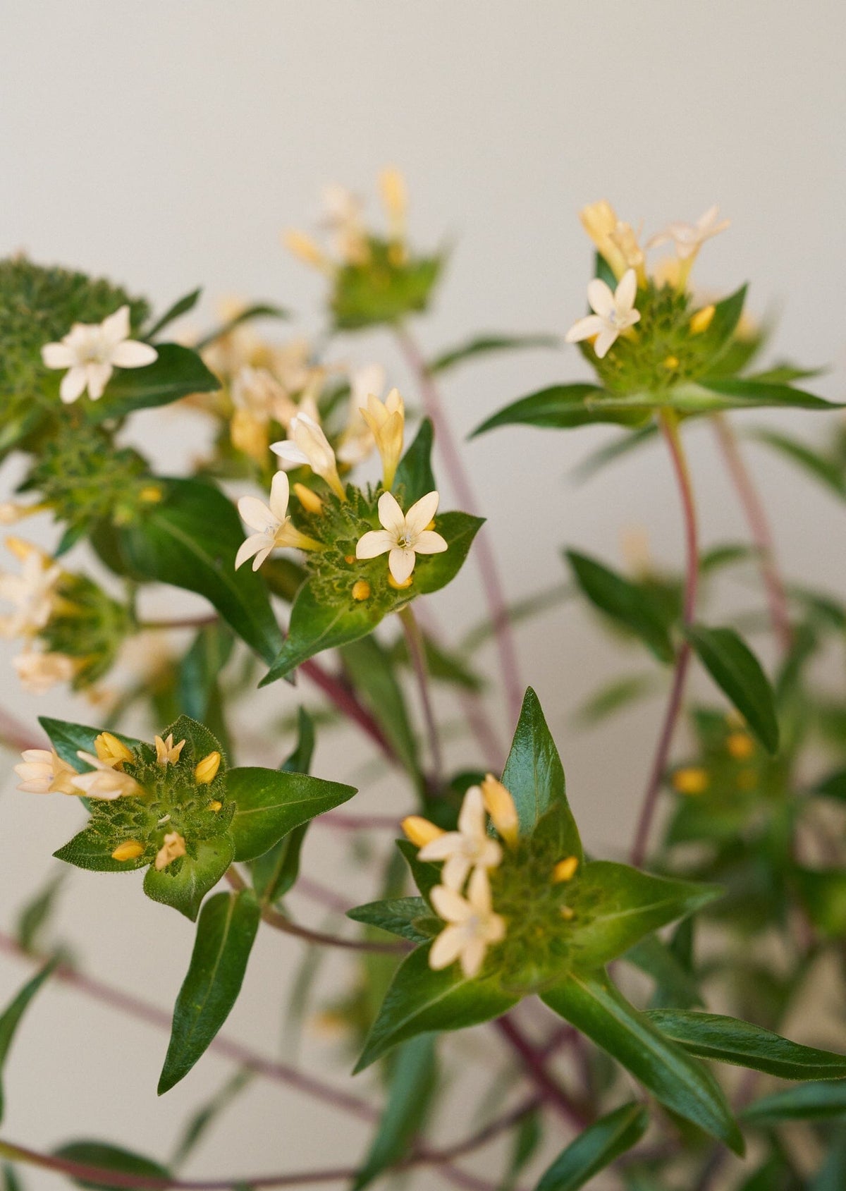 JOS Planten den peachfarvede fra min egen have Seed 