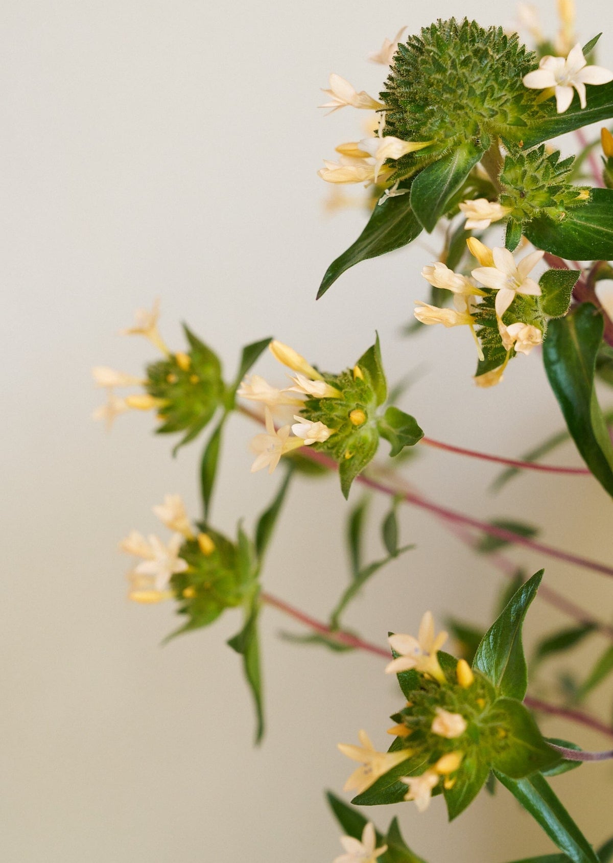 JOS Planten den peachfarvede fra min egen have Seed 