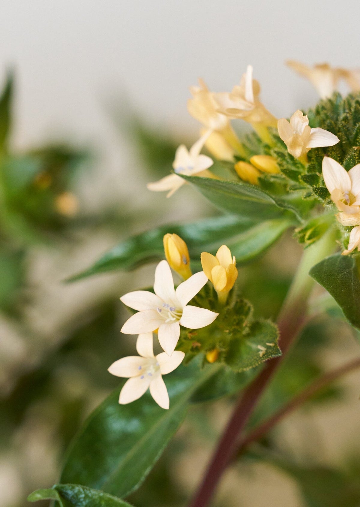 JOS Planten den peachfarvede fra min egen have Seed 