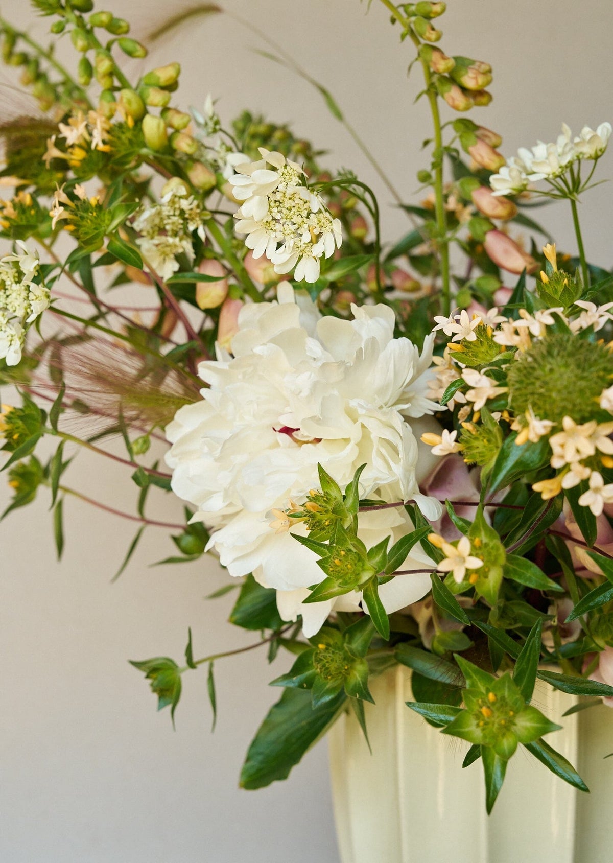 JOS Planten den peachfarvede fra min egen have Seed 