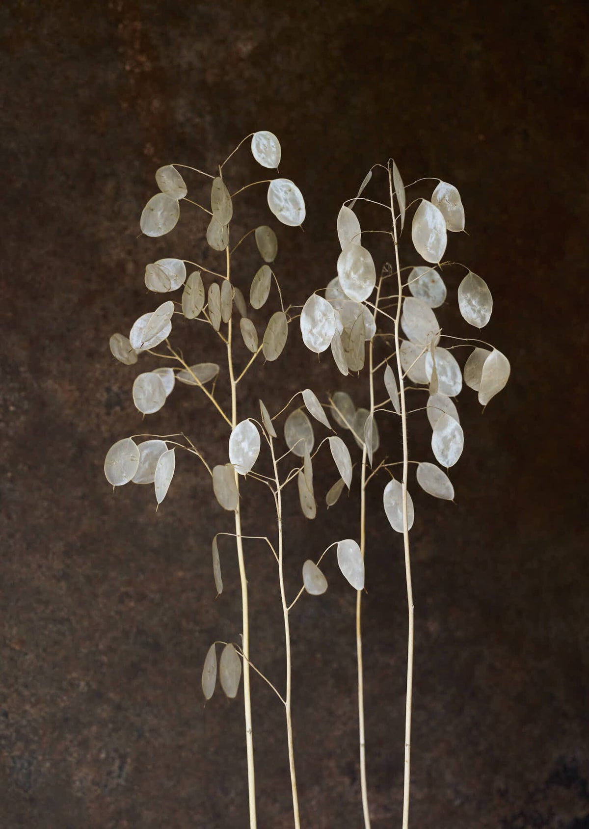 Judaspenge 'Alba' Seed 