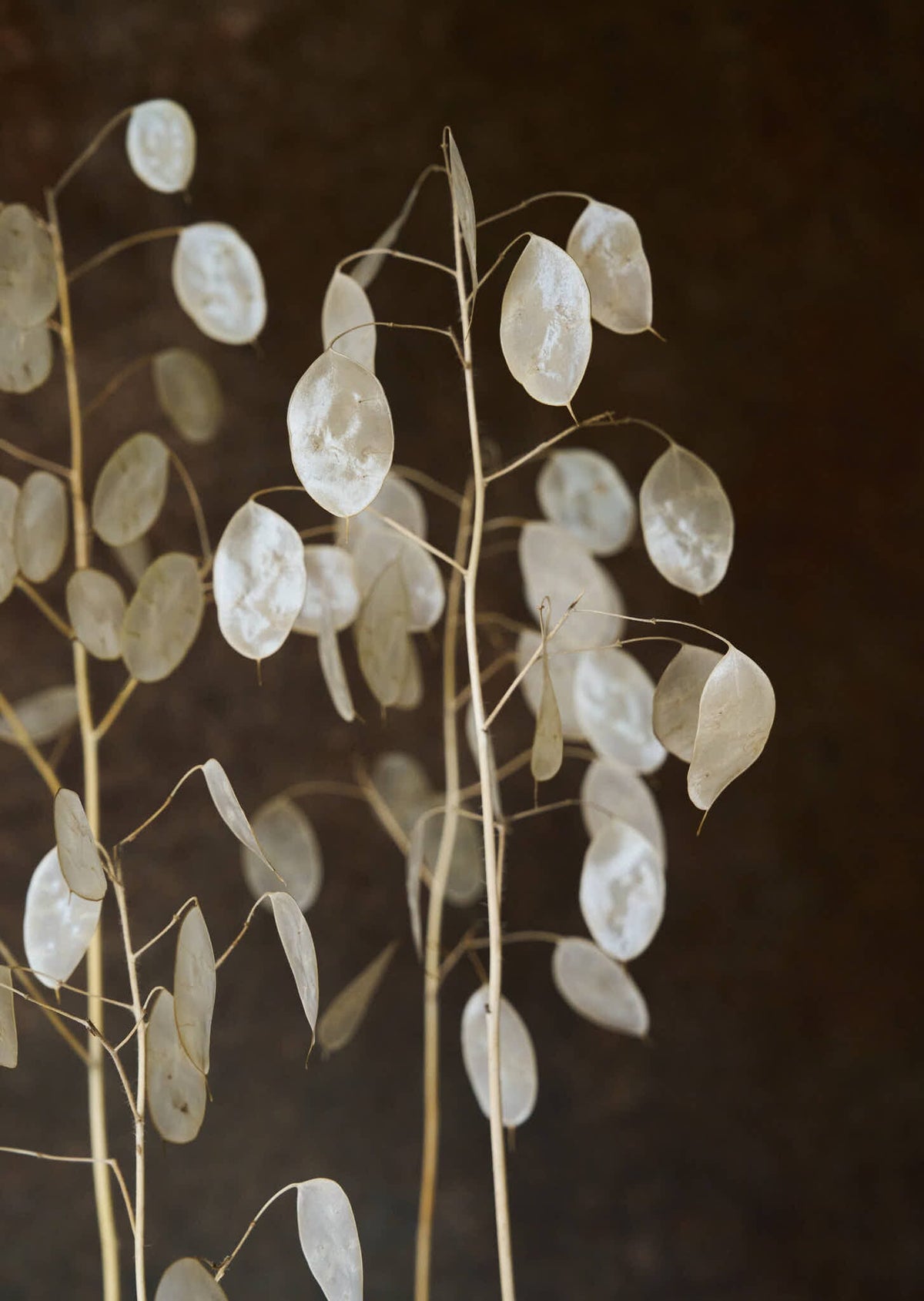 Judaspenge 'Alba' Seed 