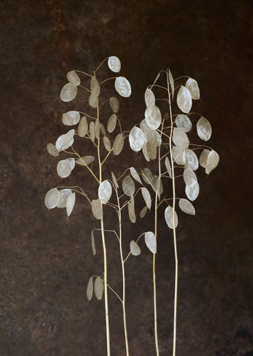 Judaspenge 'Violet' Seed 