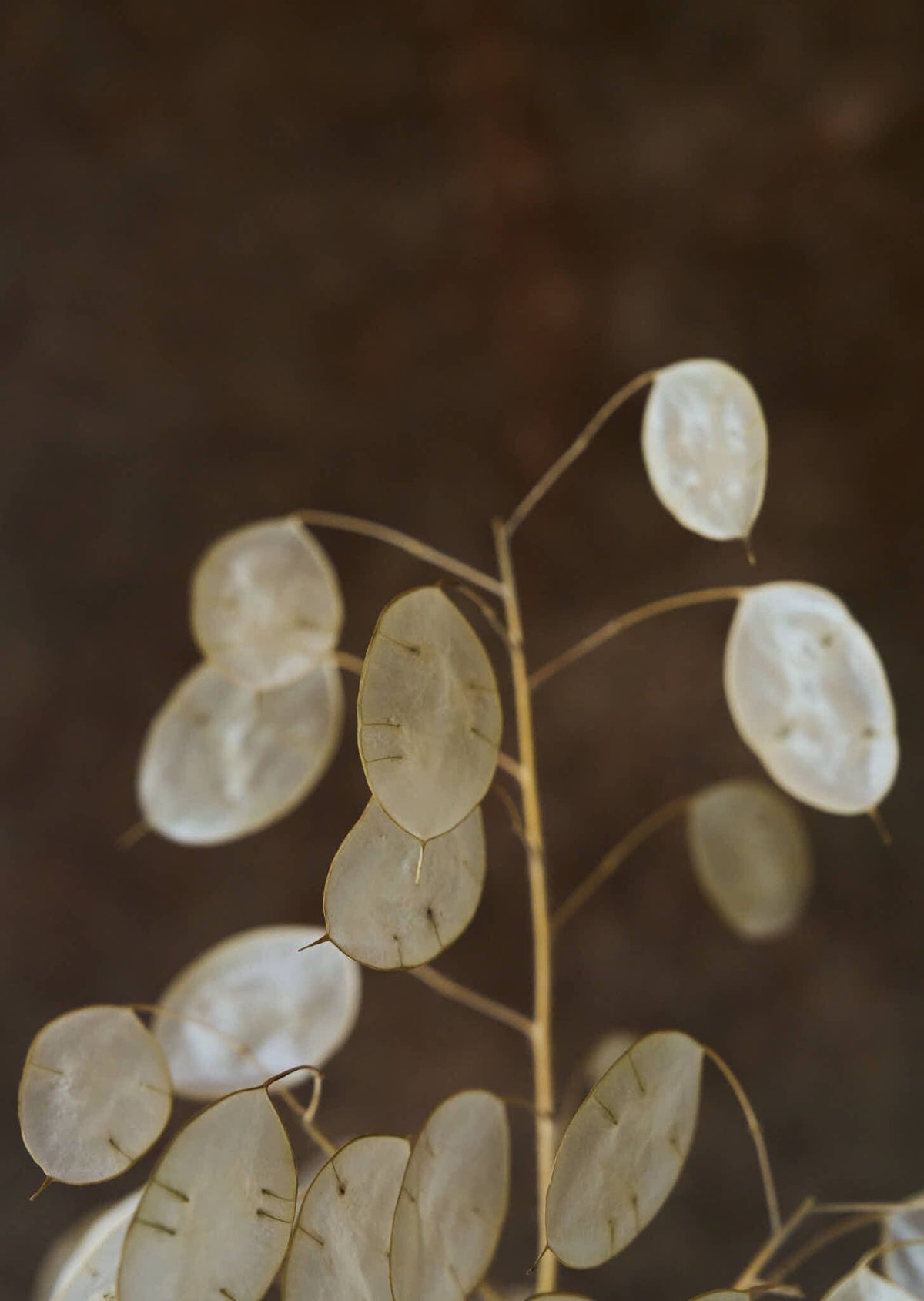Judaspenge 'Violet' Seed 