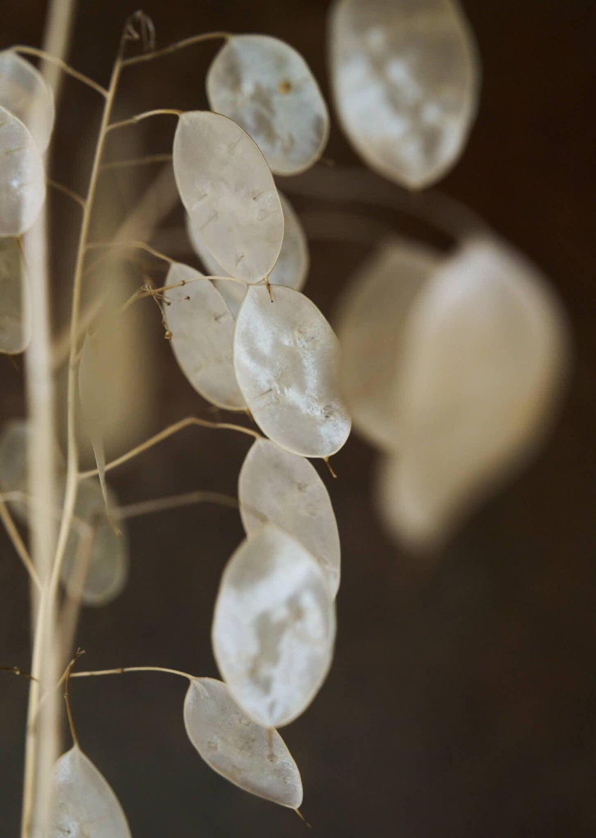 Judaspenge 'Violet' Seed 