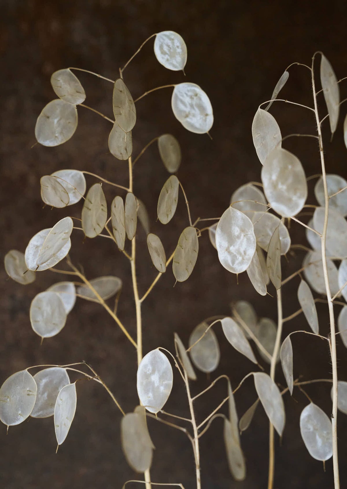 Judaspenge 'Violet' Seed 