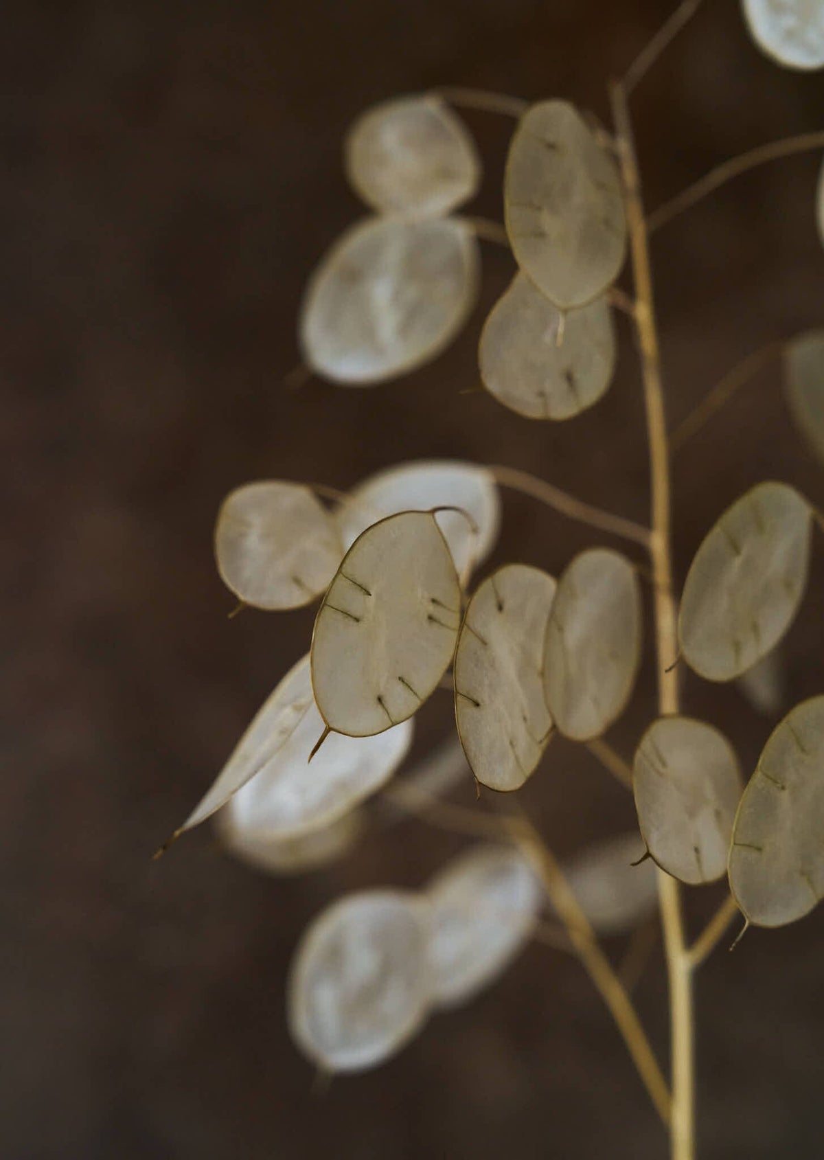Judaspenge 'Violet' Seed 