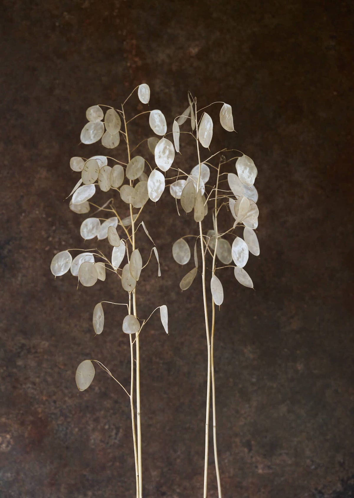Judaspenge 'Violet' Seed 