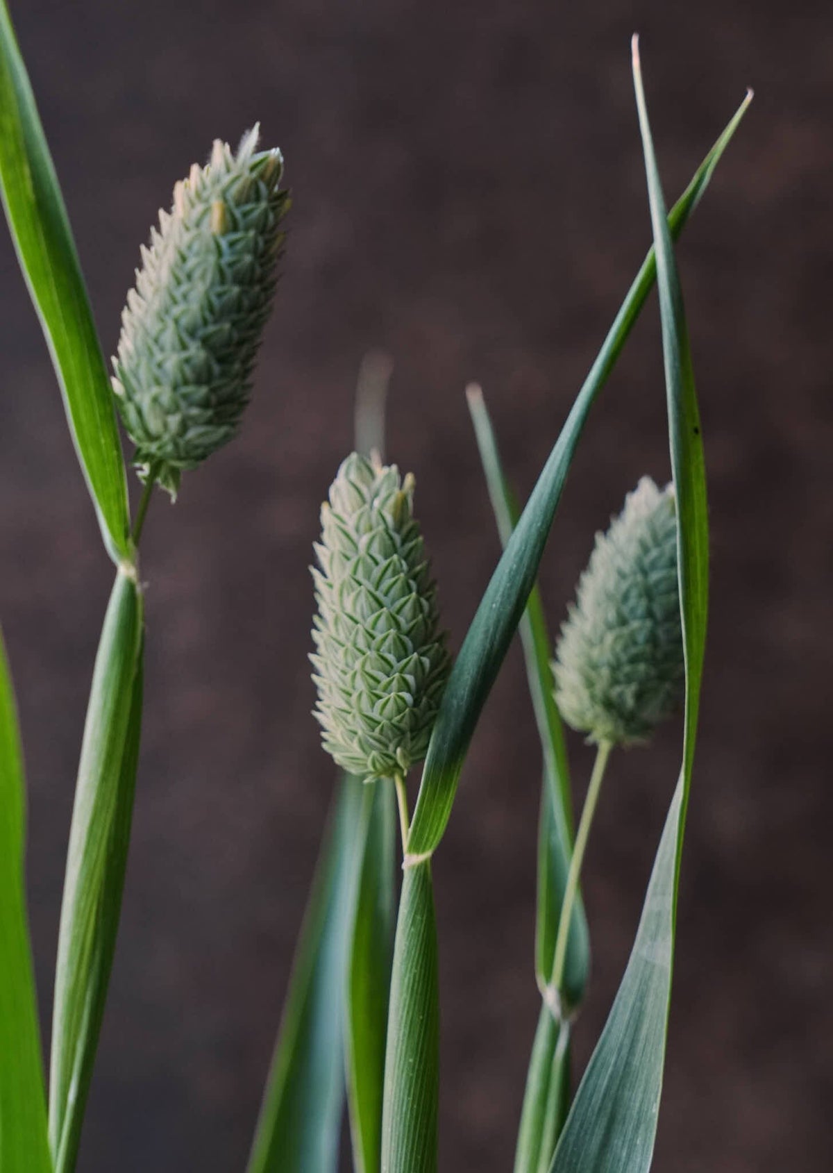 Kanariegræs Seed 