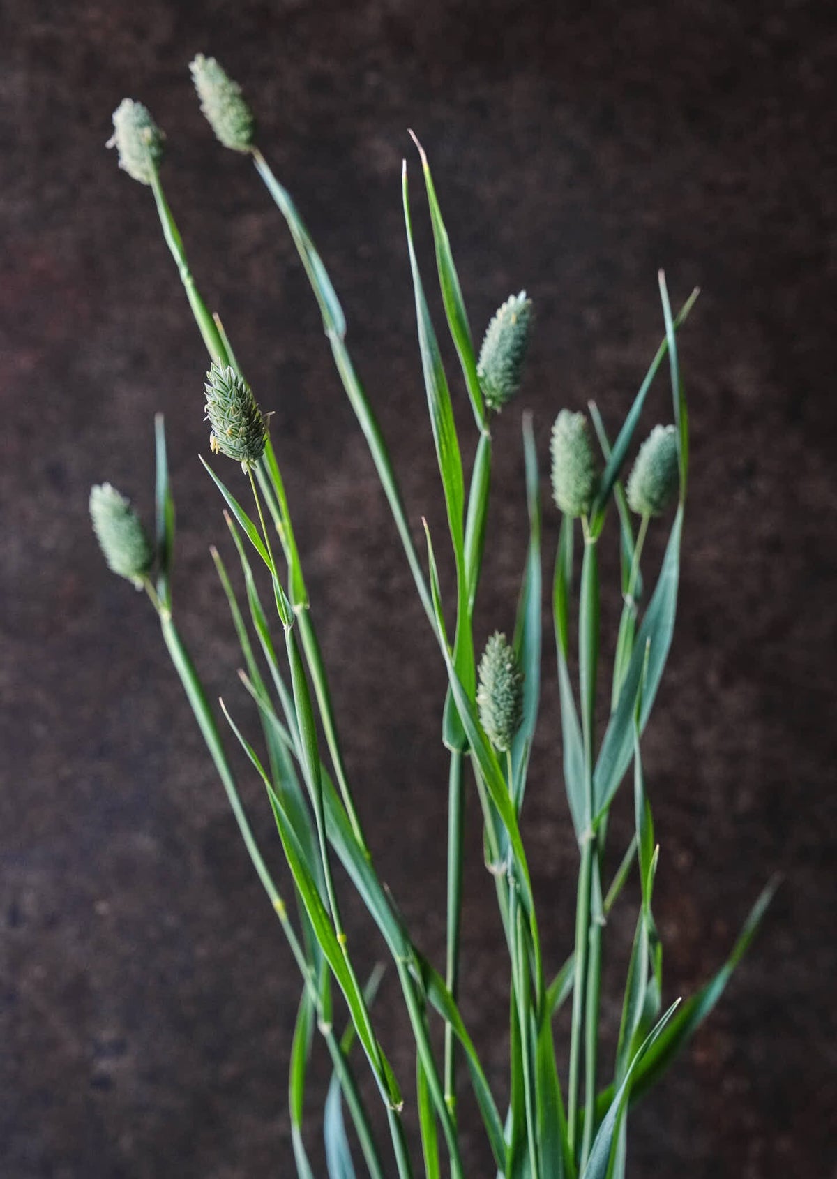 Kanariegræs Seed 