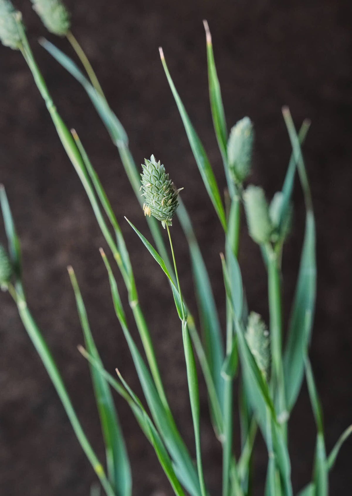 Kanariegræs Seed 
