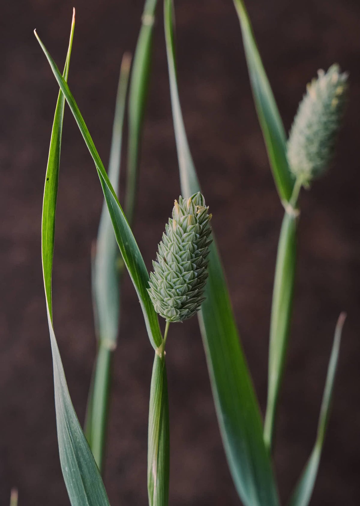 Kanariegræs Seed 