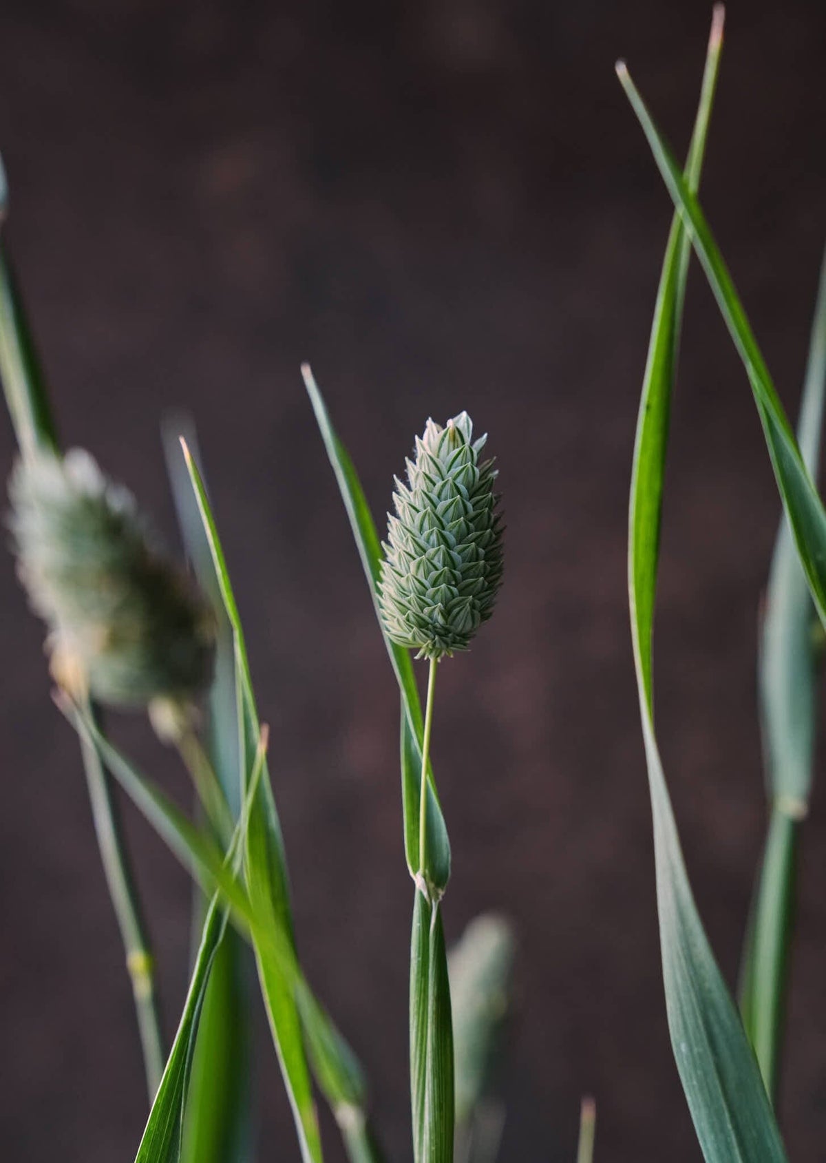 Kanariegræs Seed 