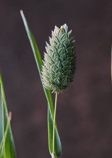 Kanariegræs Seed 