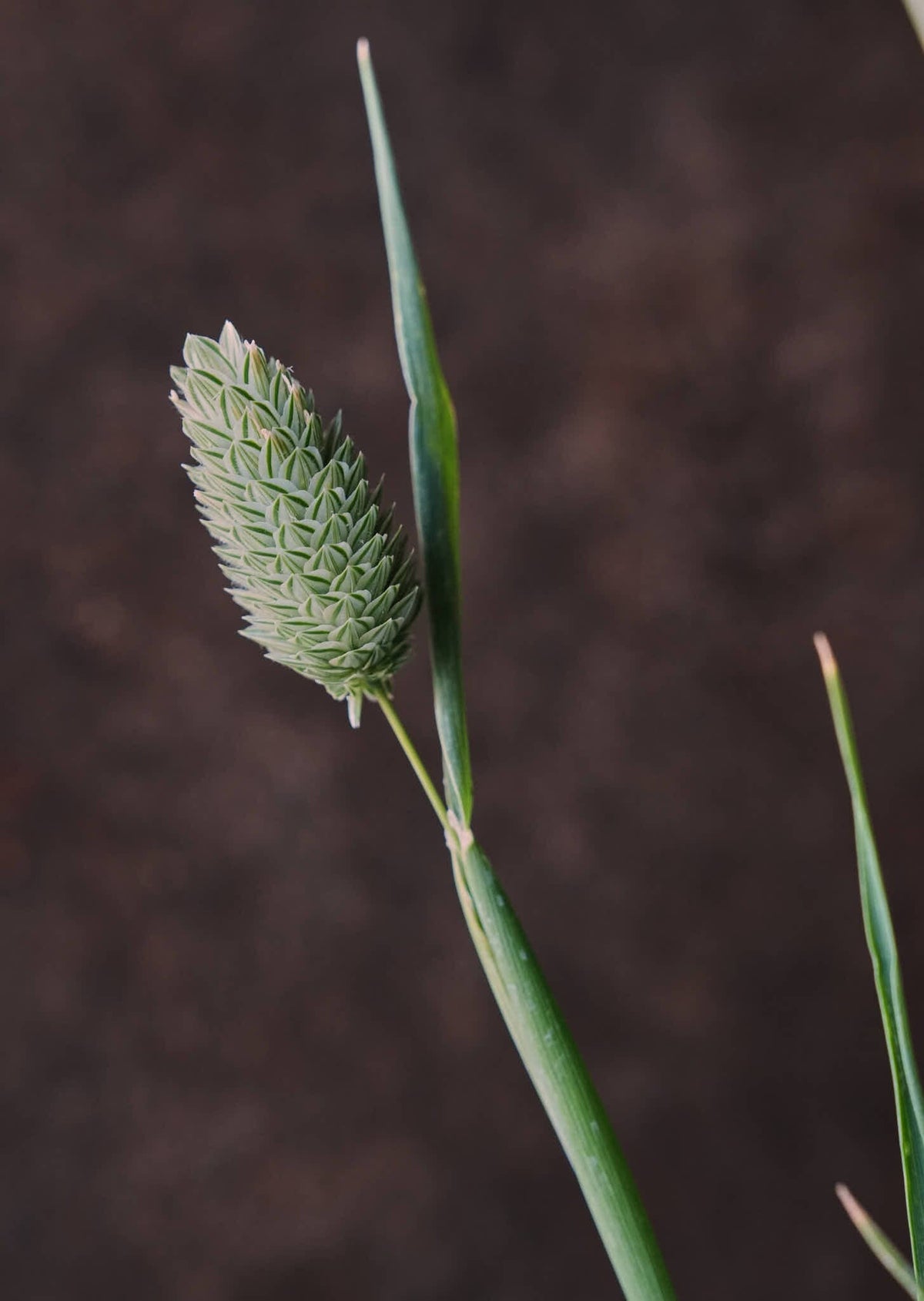 Kanariegræs Seed 