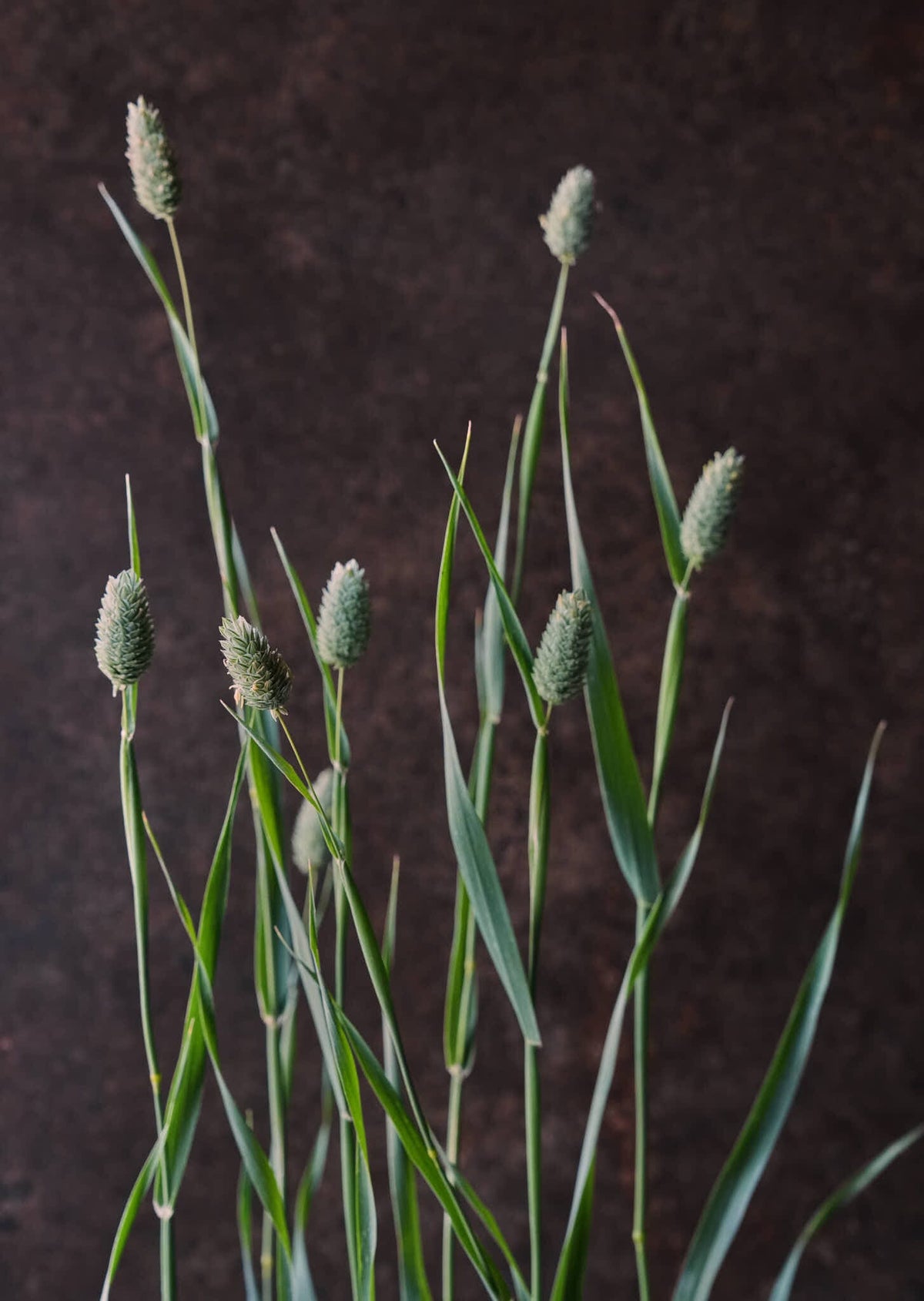 Kanariegræs Seed 