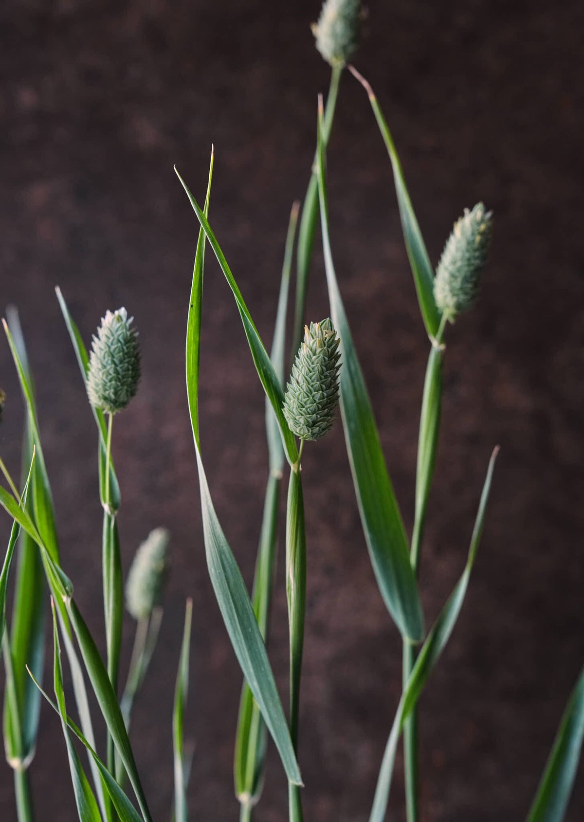 Kanariegræs Seed 