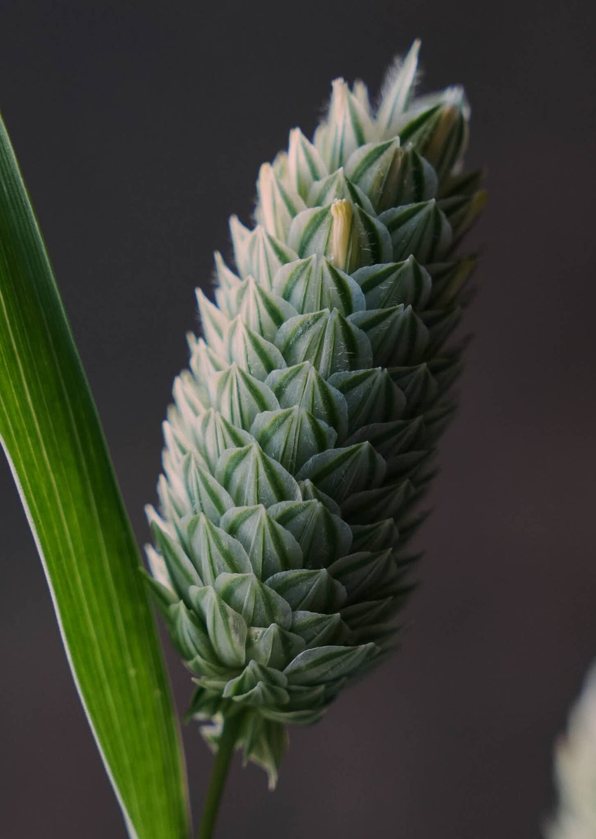 Kanariegræs Seed 