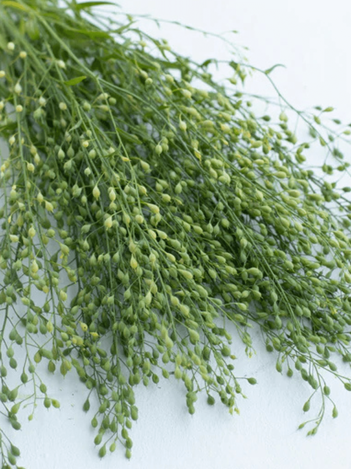 Karse 'Attraxa' Seed 
