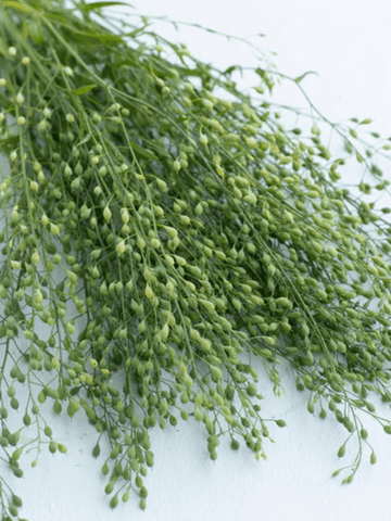 Karse 'Attraxa' Seed 
