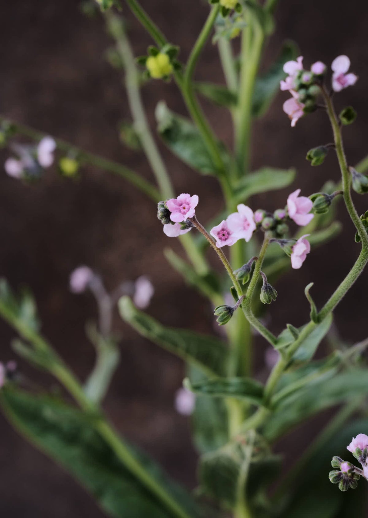 Kinesisk Hundetunge 'Mystery Rose' Seed 