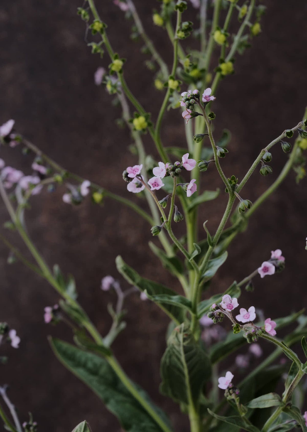 Kinesisk Hundetunge 'Mystery Rose' Seed 