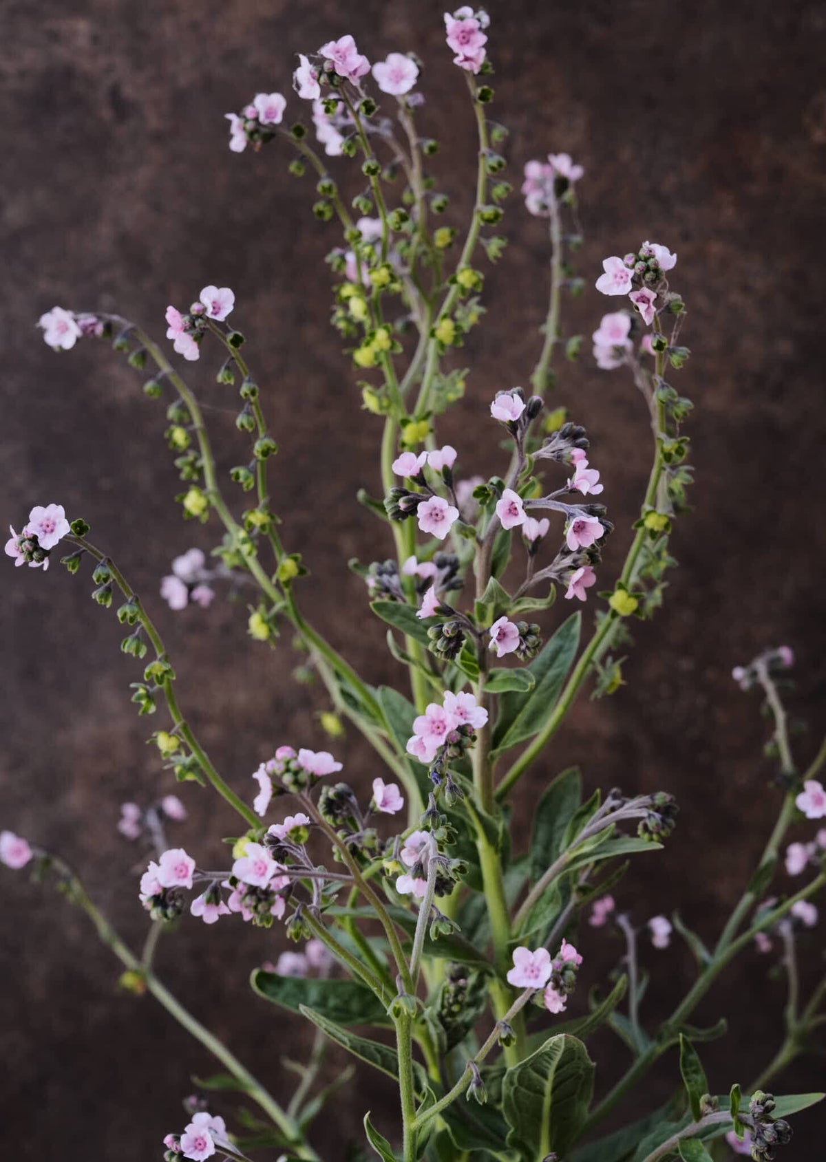 Kinesisk Hundetunge 'Mystery Rose' Seed 
