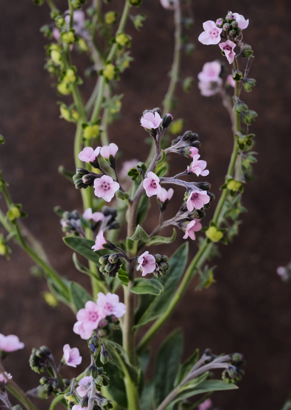 Kinesisk Hundetunge 'Mystery Rose' Seed 