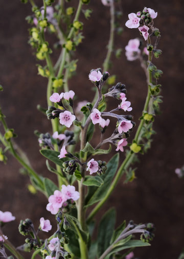 Kinesisk Hundetunge 'Mystery Rose' Seed 