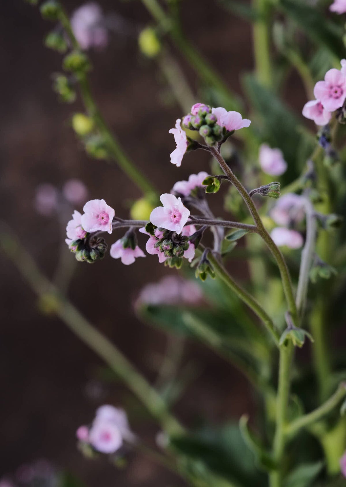 Kinesisk Hundetunge 'Mystery Rose' Seed 